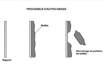 schema_biologique